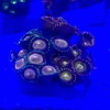 94.3.webp Zoanthid Frag