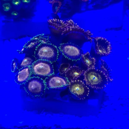 94.3.webp Zoanthid Frag