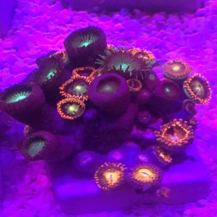 94.4.webp Zoanthid Frag