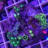 95.1.webp Zoanthid Poly Mix