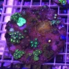 95.2.webp Zoanthid Poly Mix