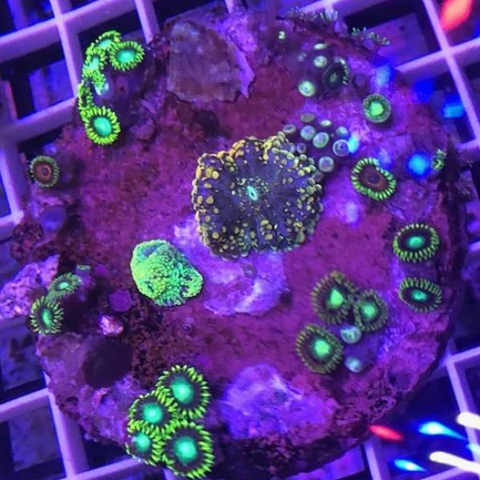 95.webp Zoanthid Poly Mix