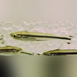 96.webp Debauwi catfish