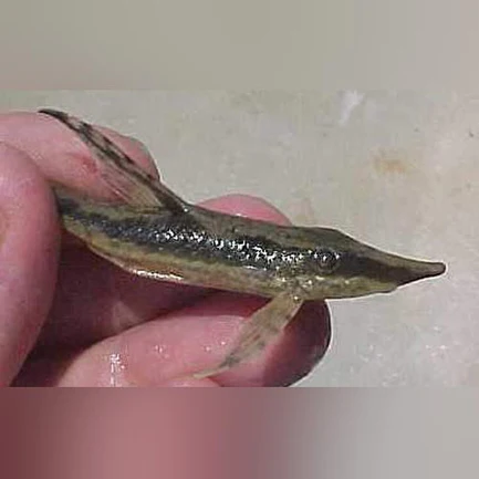 97.webp Royal Farlowella