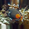 Achilles Tang