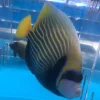 Adult_imperator_335x335.webp Emperor Angelfish (Adult)