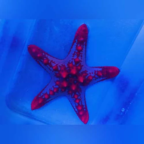 African Red Starfish