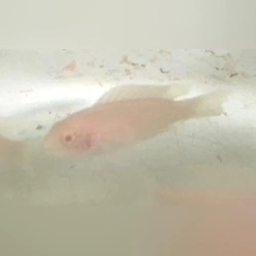 Albino-Brichardi-Cichlid_500x500.webp Albino Brichardi Cichlid