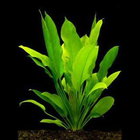 Amazon-Sword-Plant.webp Amazon Sword Plant
