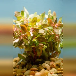 Ammaniagracilis.webp Ammania gracilis