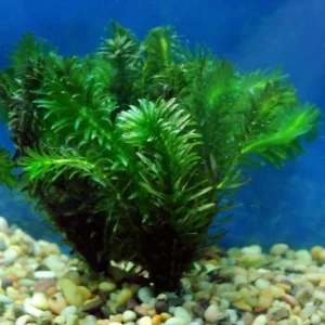 Anacharis.webp Anacharis