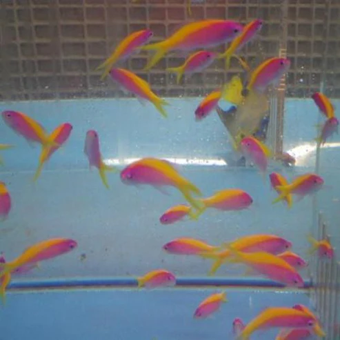 Anthias.webp Bartlett's Anthias