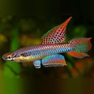 Aphysosemion-bivittatum-Killifish.webp Aphysosemion bivittatum Killifish (Pair)