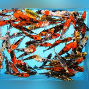 Assorted-Butterfly-Koi5-6_8aca8f49-f834-4bb6-abe0-c54c965e7dca.jpg Assorted Butterfly Koi - 5-6" (Lot of 4)
