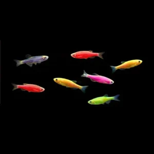 Assorted-Glo-Danio-6-Pack.webp Assorted Glofish Danio (6 Pack)