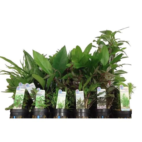 Assorted-Potted-Plants_d2e2fa91-0c57-49f8-ab83-1f8662bbe0ca.webp Assorted Potted Plants (Lot of 3)