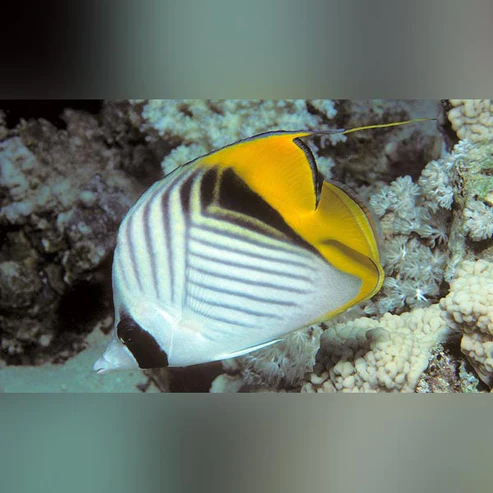 Auriga-Butterflyfish.webp Auriga Butterflyfish