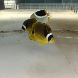Raccoon Butterflyfish