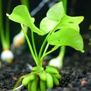 Banana-Plant.webp Banana Plant