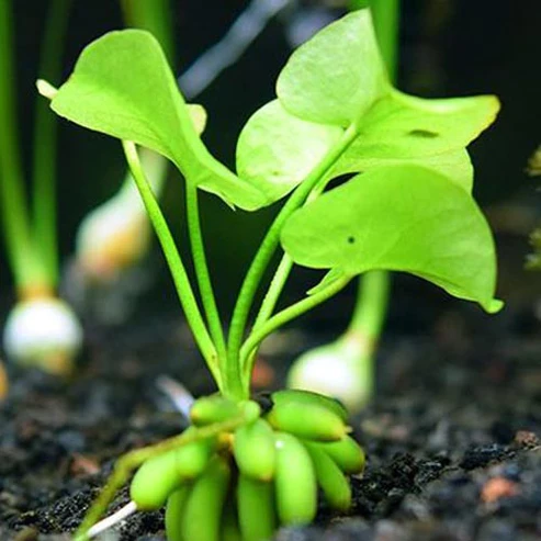 Banana-Plant.webp Banana Plant