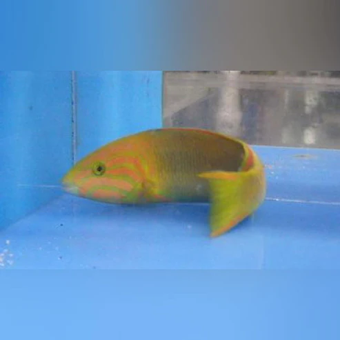 Banana-Wrasse.webp Banana Wrasse
