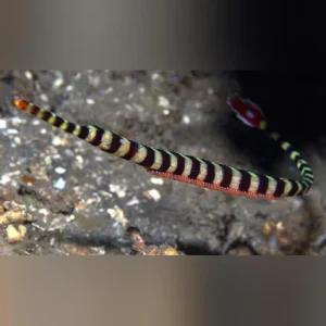 Banded Pipefish
