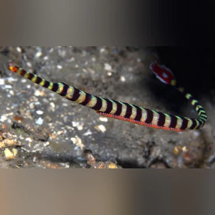 Banded-Pipefish_425x425.webp Banded Pipefish