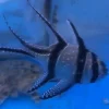 Banggai_Cardinalfish_425x425-1.webp Banggai Cardinalfish