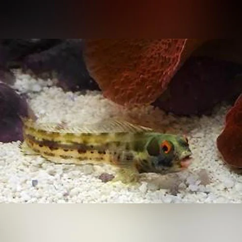 Barnacle-Blenny.webp Barnacle Blenny