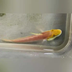 Bella-Goby.webp Bella Goby