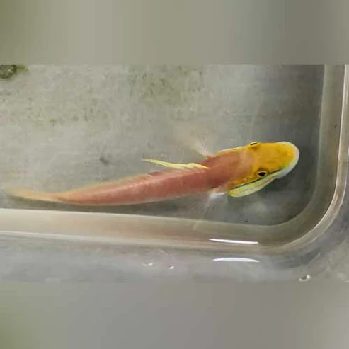 Bella-Goby.webp Bella Goby