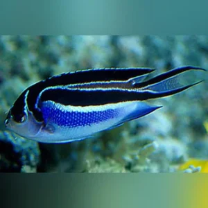 Bellus-Angel2_335x335.webp Bellus Angelfish (Female)