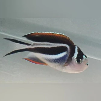 Bellus-Angel_335x335.webp Bellus Angelfish (Female)