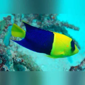 Bicolor-Angelfish_335x335.webp Bicolor Angelfish