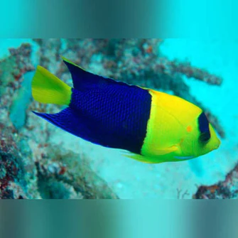 Bicolor-Angelfish_335x335.webp Bicolor Angelfish