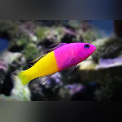 Bicolor-Dottyback_425x425.webp Bicolor Dottyback