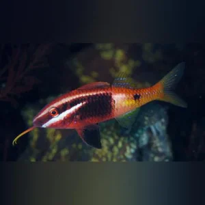 Bicolor Goatfish