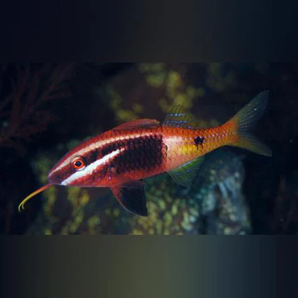 Bicolor-Goatfish_425x425.webp Bicolor Goatfish
