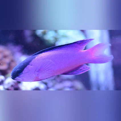 Black-Cap-Basslet_425x425.webp Black Cap Basslet