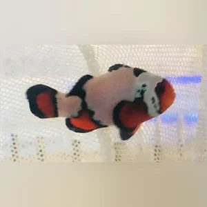 Black-Ice-Clownfish.webp Black Ice Clownfish