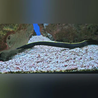 Black-Ribbon-Eel_335x335.webp Black Ribbon Eel