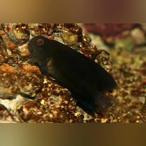 Black-Sailfin-Blenny_8bc19b7f-c7f8-4321-8f4f-816bffcfc9e4.webp Black Sailfin Blenny