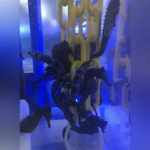 Black Seahorse -Tank Raised