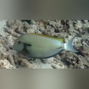 Black-Shoulder-Tang.jpg Black Shoulder Tang