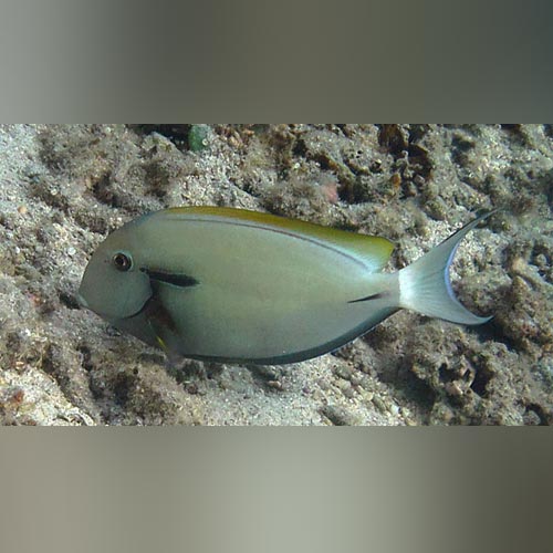 Black-Shoulder-Tang.jpg Black Shoulder Tang