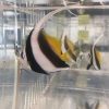 Black_and_white_Heniochus.jpg Heniochus Black & White Butterflyfish