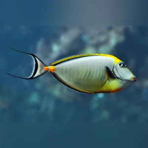 Blonde-Naso-Tang.webp Blonde Naso Tang