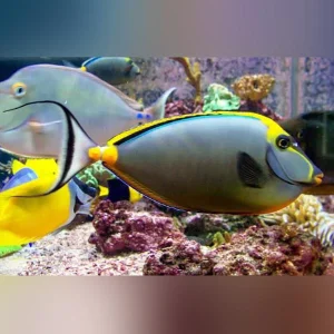 Blonde-Naso-Tang-streamer.webp Blonde Naso Tang Streamer