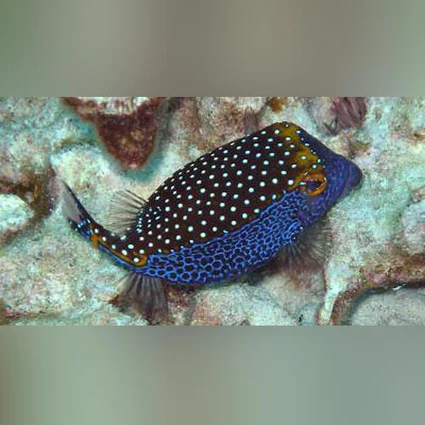 Blue-Boxfish_425x425.webp Blue Spotted Boxfish