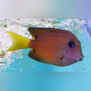 Blue-Eye-Kole-Tang.webp Blue Eye Kole Tang